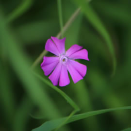 AI Fellows Bilder Galerie Beispiel 12